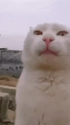 a close up of a white cat 's face with a blurred background