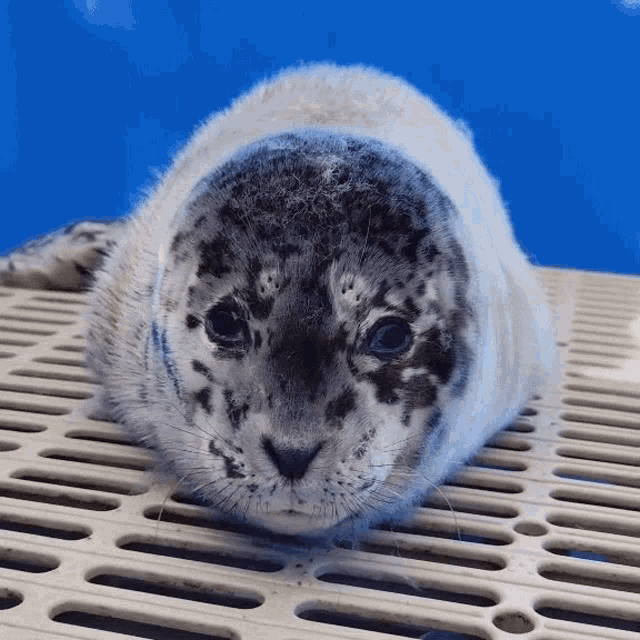 What Is It Marine Mammal Rescue GIF - What Is It Marine Mammal Rescue Baby Seal GIFs