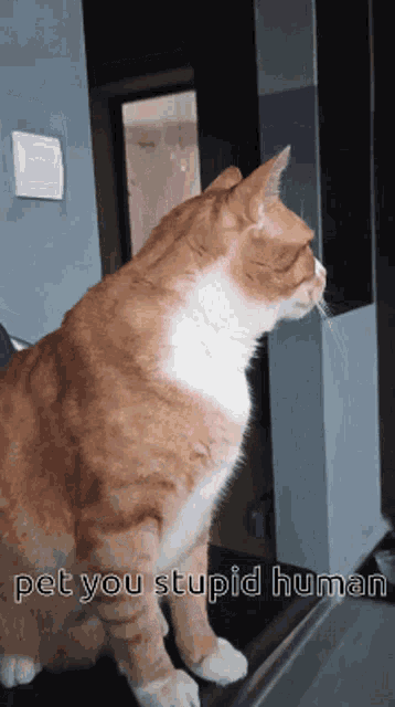 an orange and white cat standing in a doorway with the words pet you stupid human below it