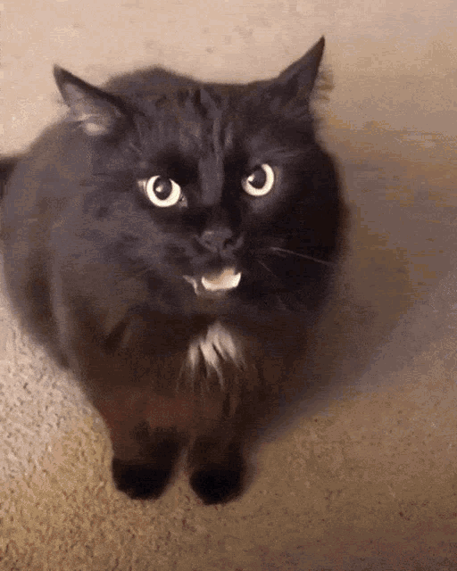 Cat Meow GIF - Cat Meow Cute GIFs