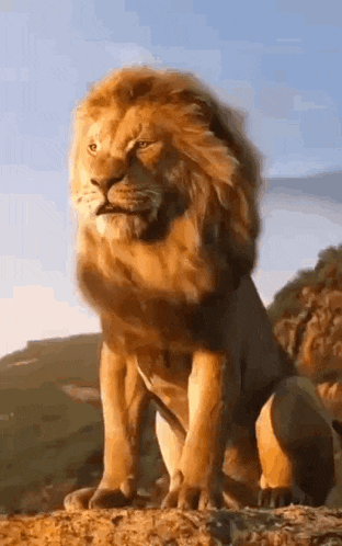 a lion is standing on top of a hill in the wild .