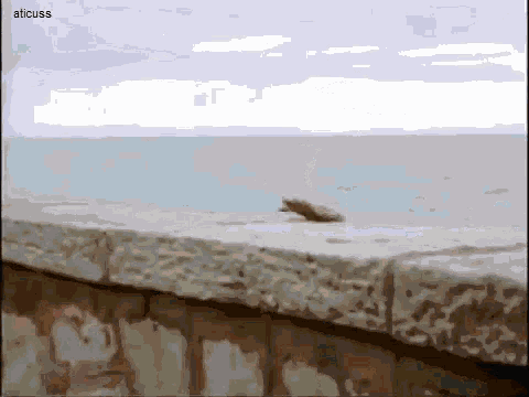 a turtle is swimming in the ocean near a fence
