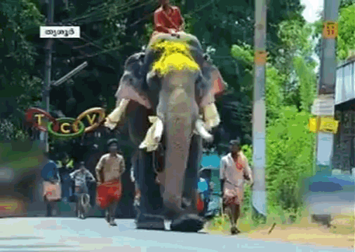 Elephant Parade GIF - Elephant Parade Road GIFs