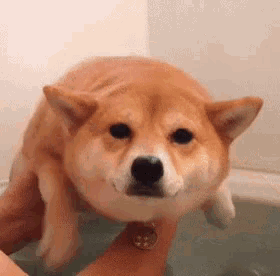 a dog is taking a bath in a bathtub with a person holding it .