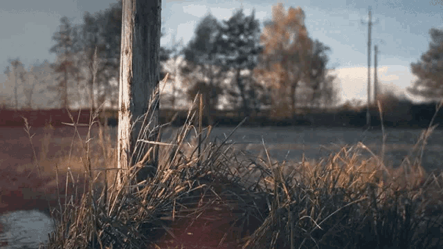 a wooden post in a field of tall grass