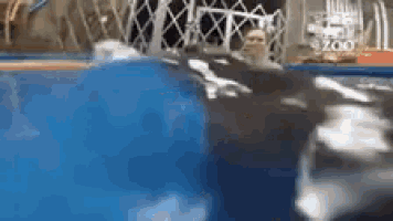 a killer whale is swimming in a pool with a man in the background .