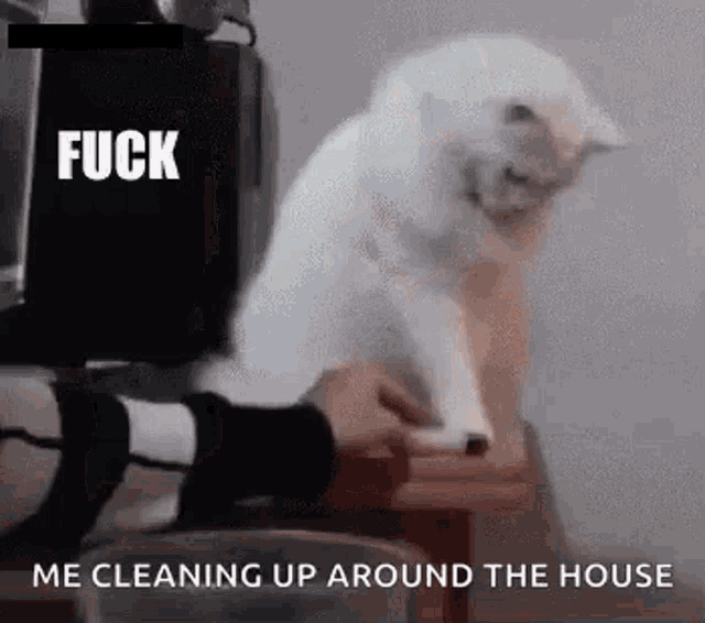 Cat Me Cleaning Up Around The House GIF - Cat Me Cleaning Up Around The House Fuck That GIFs