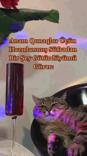 a cat laying on a chair next to a wine glass that says " anam qonaglar ucun "
