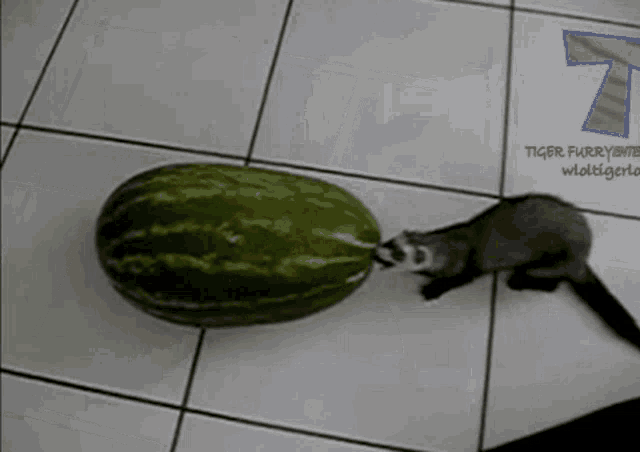 a ferret is sniffing a large watermelon on the floor