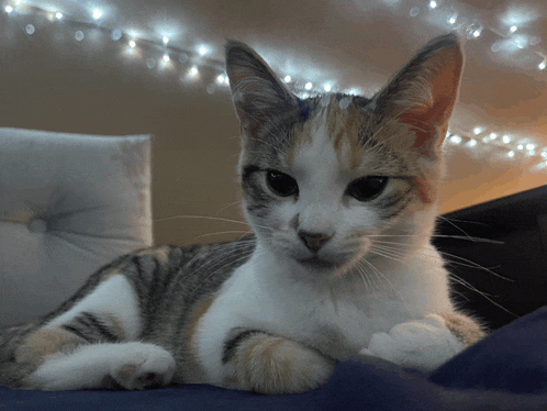 a calico cat laying on a bed with a string of lights behind it