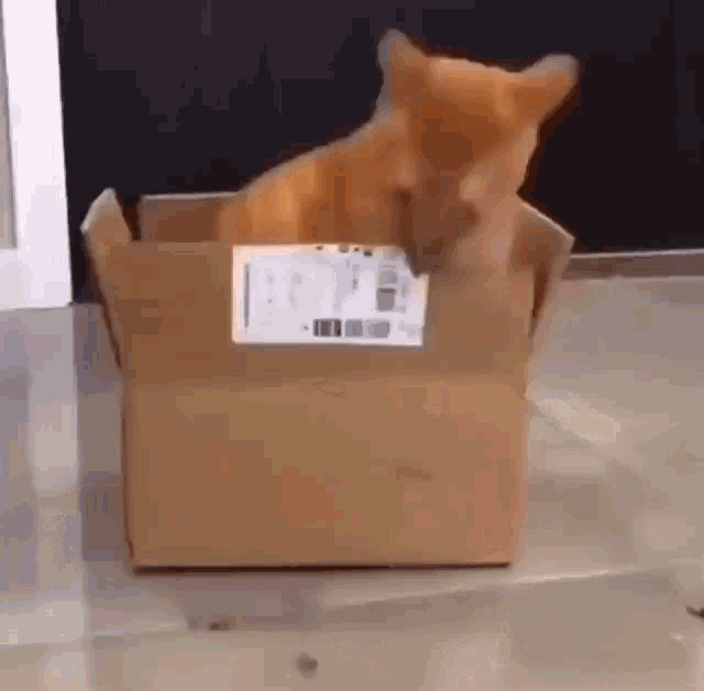 Cat Eating A Box GIF - Cat Eating A Box GIFs