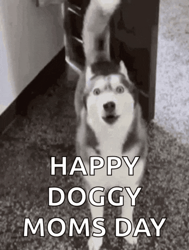 a husky dog is standing on a carpet and waving its tail .