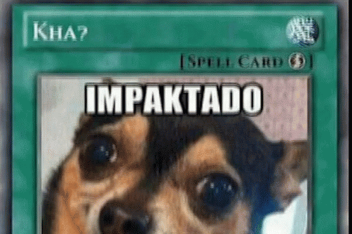 Impaktado Perro GIF - Impaktado Perro Chihuahua GIFs