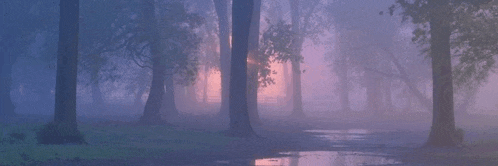 a foggy forest with trees and a puddle in the middle