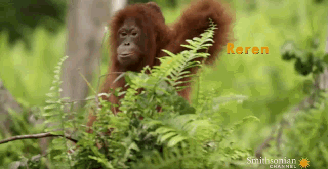 Monkey Stick GIF - Monkey Stick Orangutan GIFs