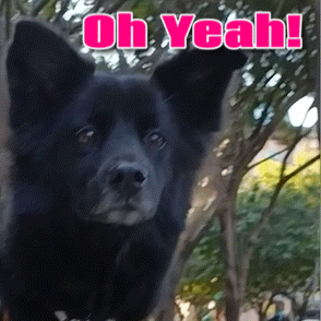 a picture of a black dog with the words oh yeah written above it