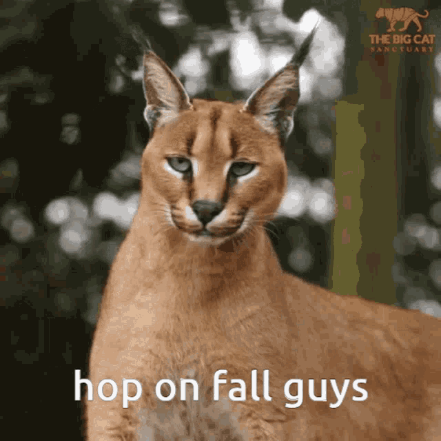 a picture of a cat with the words hop on fall guys