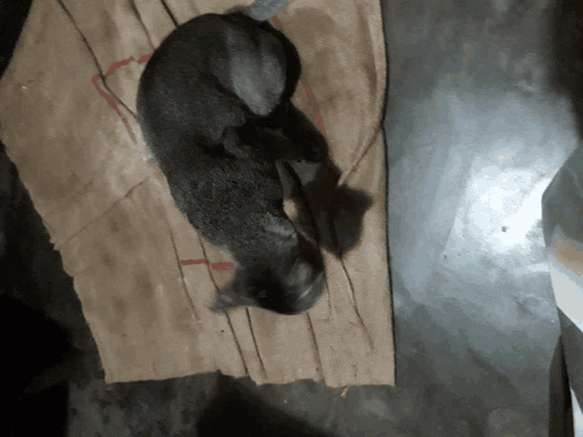 a small animal is laying on a piece of cardboard