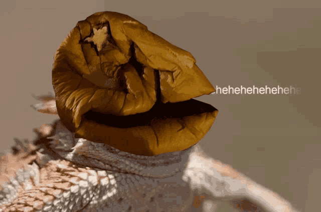 a close up of a lizard 's mouth with the word ' hahahaha ' on the bottom right