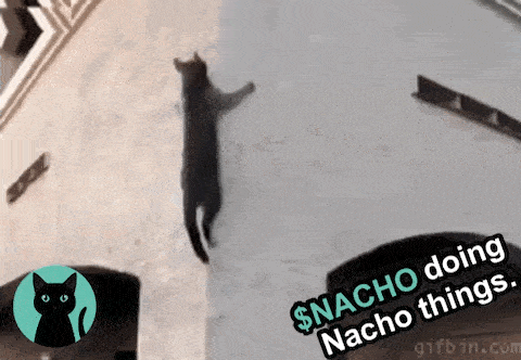 a black cat is hanging from the side of a building and doing nacho things .