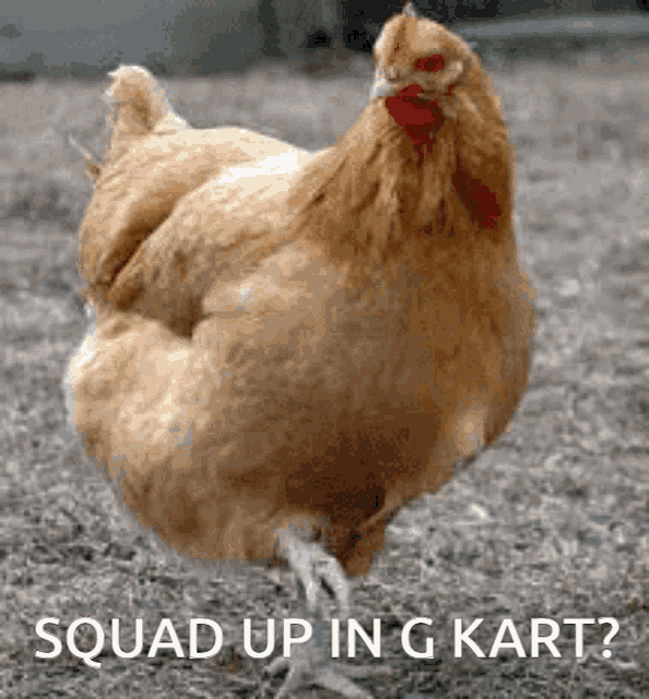 a picture of a chicken with the words squad up in g kart written below it