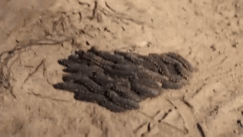 Just How We Roll GIF - Caterpillars Moving Travel GIFs