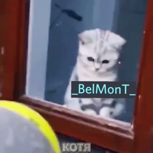 Belmont GIF - Belmont GIFs