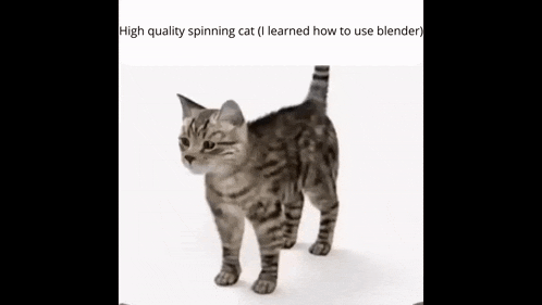 a high quality spinning cat is standing on a white background
