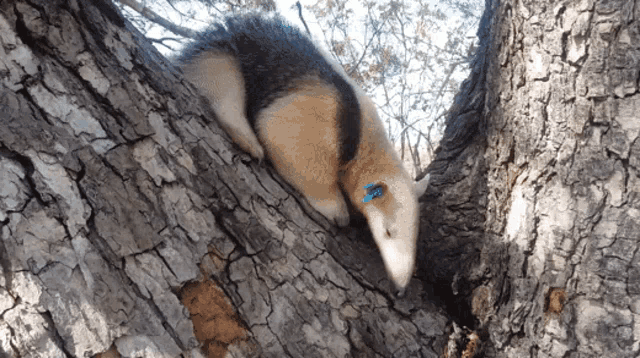 a small animal with a blue tag on its ear is hanging from a tree
