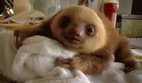 Cute Animals Sloth GIF - Cute Animals Sloth Cute GIFs