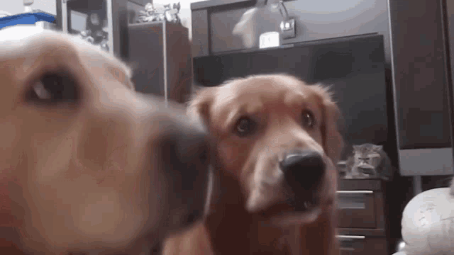 two dogs are looking at each other in a room with a cat in the background