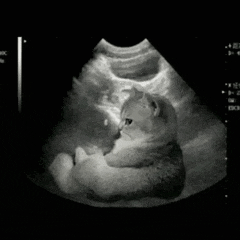 a black and white ultrasound of a cat laying down