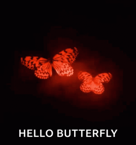 Butterfly Pretty GIF - Butterfly Pretty GIFs