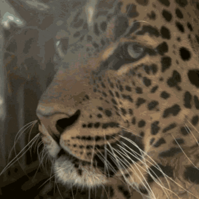 Leopard Mad GIF - Leopard Mad Angry GIFs