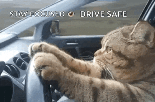 a cat is driving a car with its paws on the steering wheel and says `` stay focused drive safe '' .