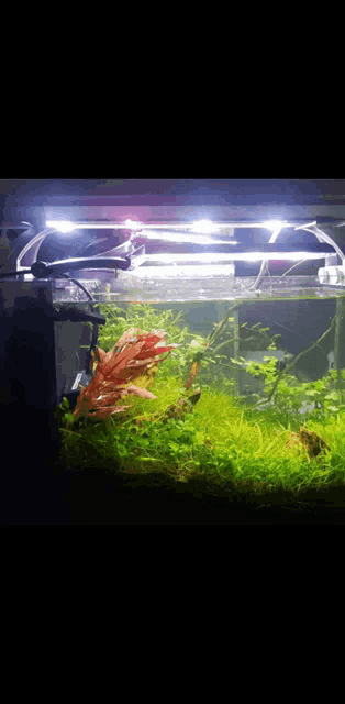 a fish tank filled with lots of green plants and rocks
