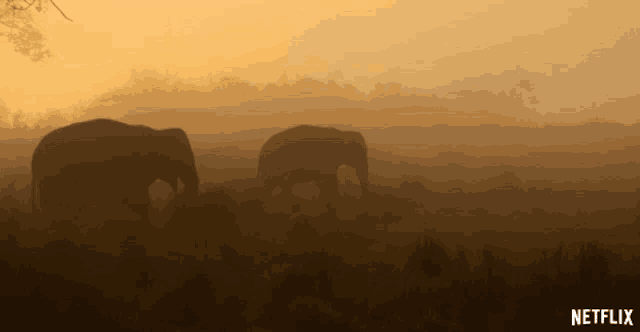 two elephants in a field with a netflix logo on the bottom