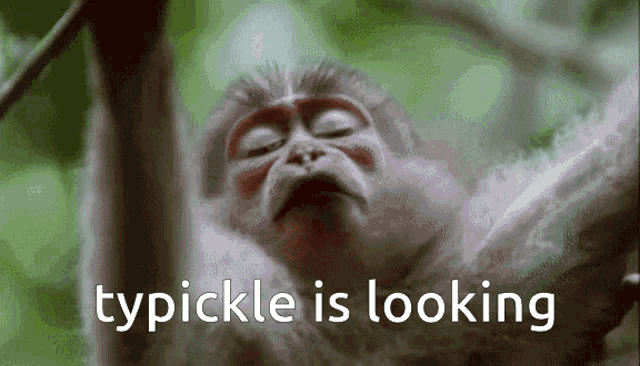 Typickle Typickle Looking GIF - Typickle Typickle Looking Monkey GIFs