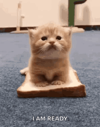 Kitty Cat Sandwich GIF