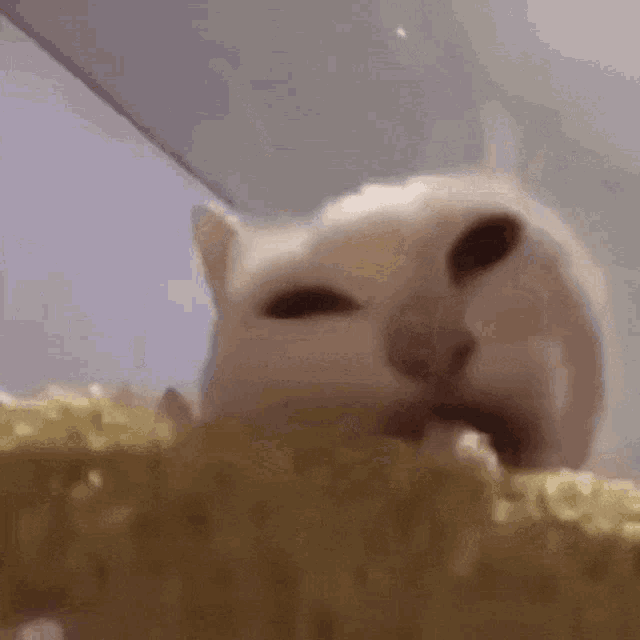 a close up of a white cat eating something