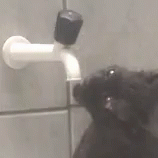 Cat Drinking GIF - Cat Drinking Water GIFs