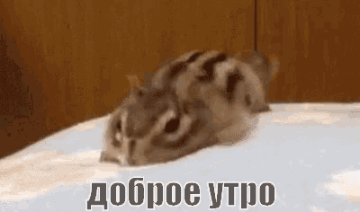two squirrels are laying on top of each other on a bed .