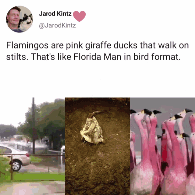 flamingos are pink giraffe ducks that walk on stilts .. that 's like florida man in bird format ..