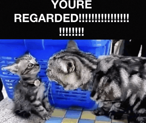 Regarded Cat GIF - Regarded Cat Regarded Cat GIFs