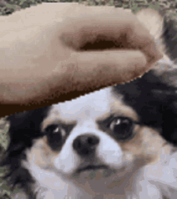 a person petting a small black and white dog