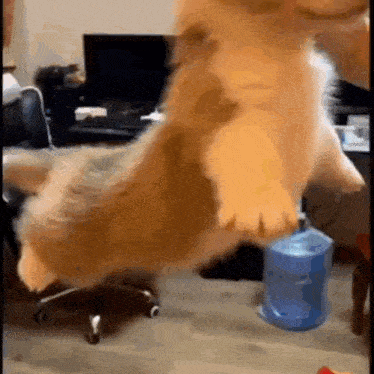 a cat is standing on its hind legs next to a blue trash can .
