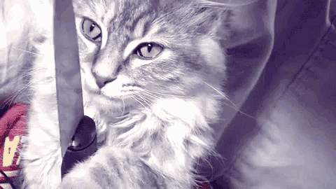 a gray and white cat is playing with a mouse