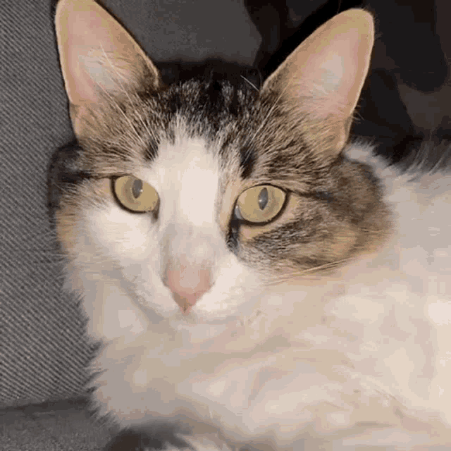 a close up of a cat 's face with green eyes