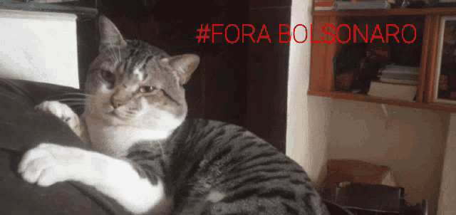 a cat is laying on a couch with #fora bolsonaro written in red