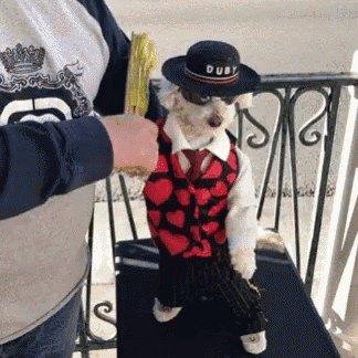 a dog wearing a suit and hat with the word dubs on it